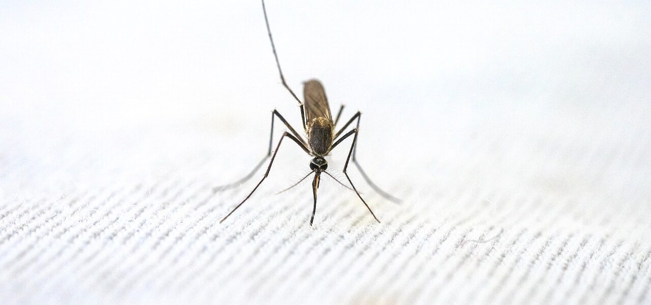 mosquito